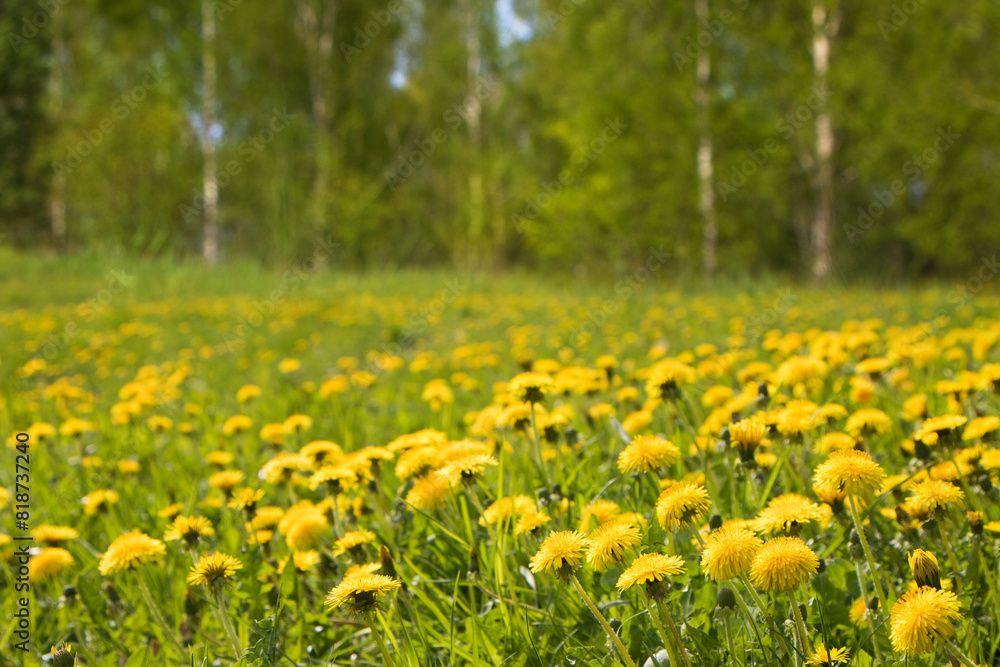 Nature Spring Landscape with Yellow taraxacum Flowers
