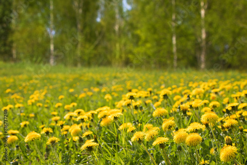 Nature Spring Landscape with Yellow taraxacum Flowers © lumikk555