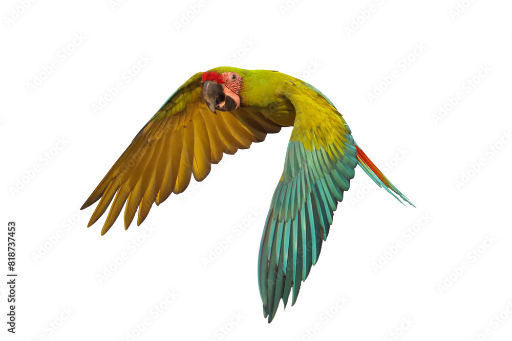 Fototapeta premium Colorful flying Military Macaw parrot isolated on transparent background png file