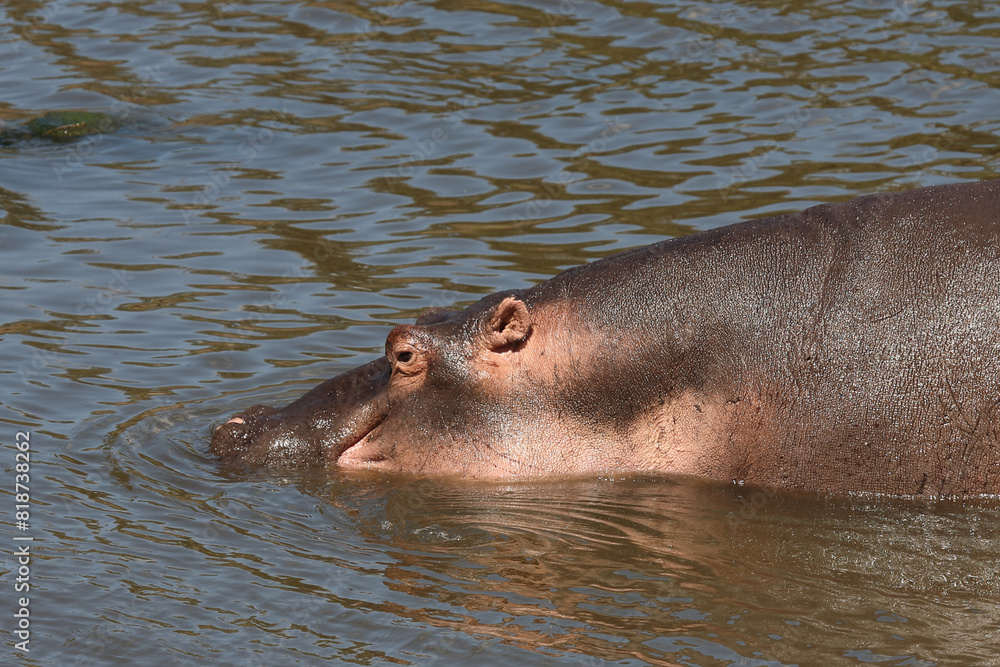 Fototapeta premium Flußpferd / Hippopotamus / Hippopotamus amphibius