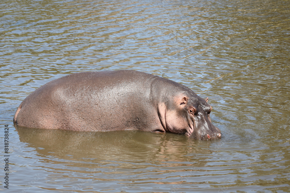Flußpferd / Hippopotamus / Hippopotamus amphibius Flußpferd / Hippopotamus / Hippopotamus amphibius