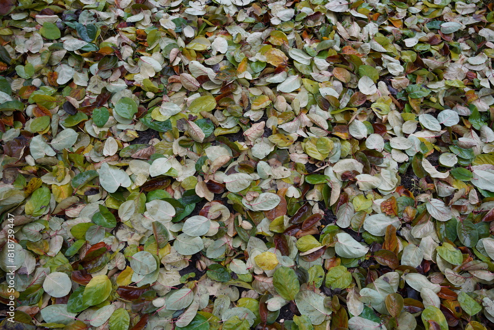 Closeup of a pile of leaves on the ground Closeup of a pile of leaves on the ground