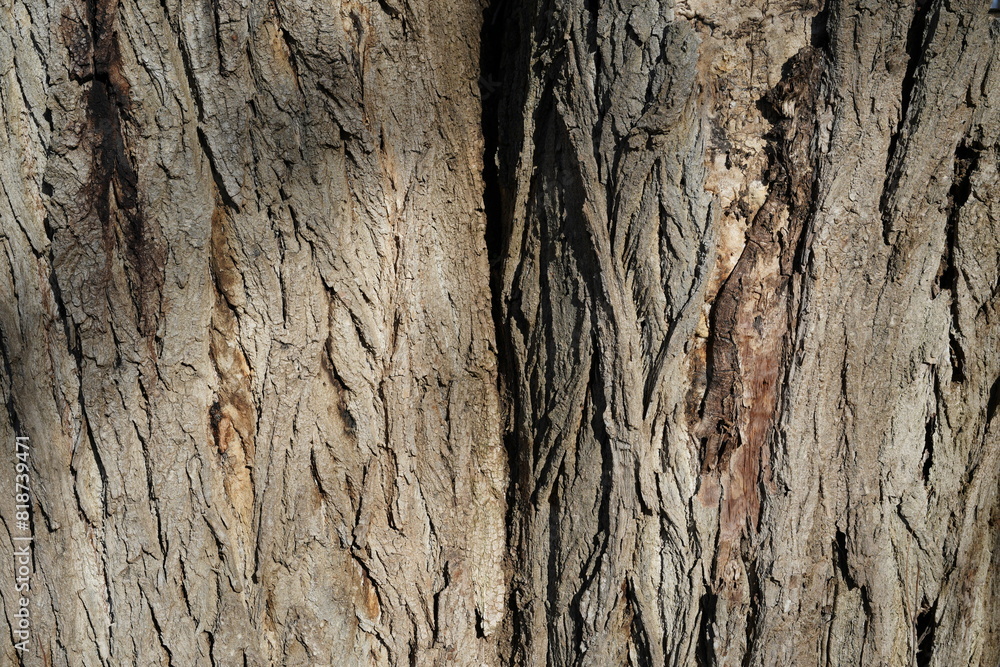 Closeup of a tree trunk texture Closeup of a tree trunk texture