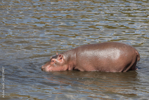 Flu  pferd   Hippopotamus   Hippopotamus amphibius