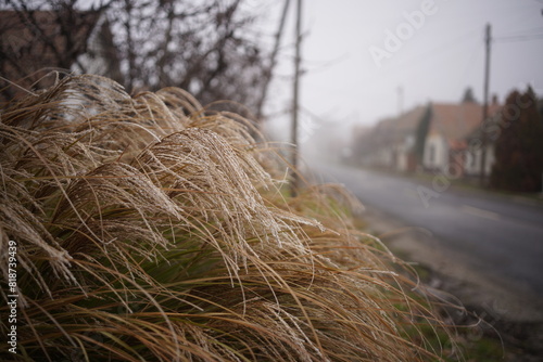Fotografie Closeup of a shrub of dry plant near the road on a foggy day