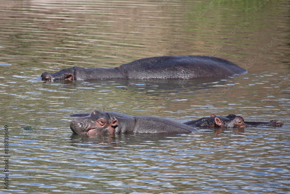 Flußpferd / Hippopotamus / Hippopotamus amphibius Flußpferd / Hippopotamus / Hippopotamus amphibius