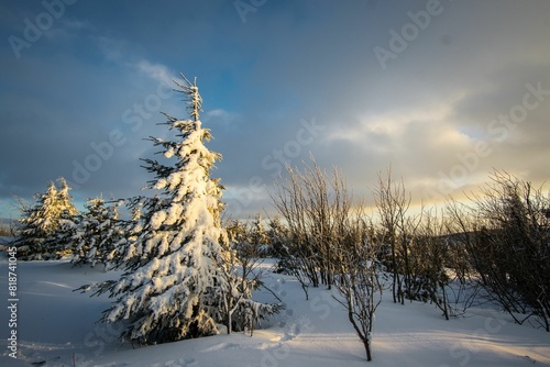 a lone tree is surrounded by deep snow on an overcast day photo