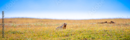 The marmot sits in the grass in the mountains, looks to the side, as if reading your text, studying, showing curiosity, interest. Copy space with place for text. Landscape with wild animals.