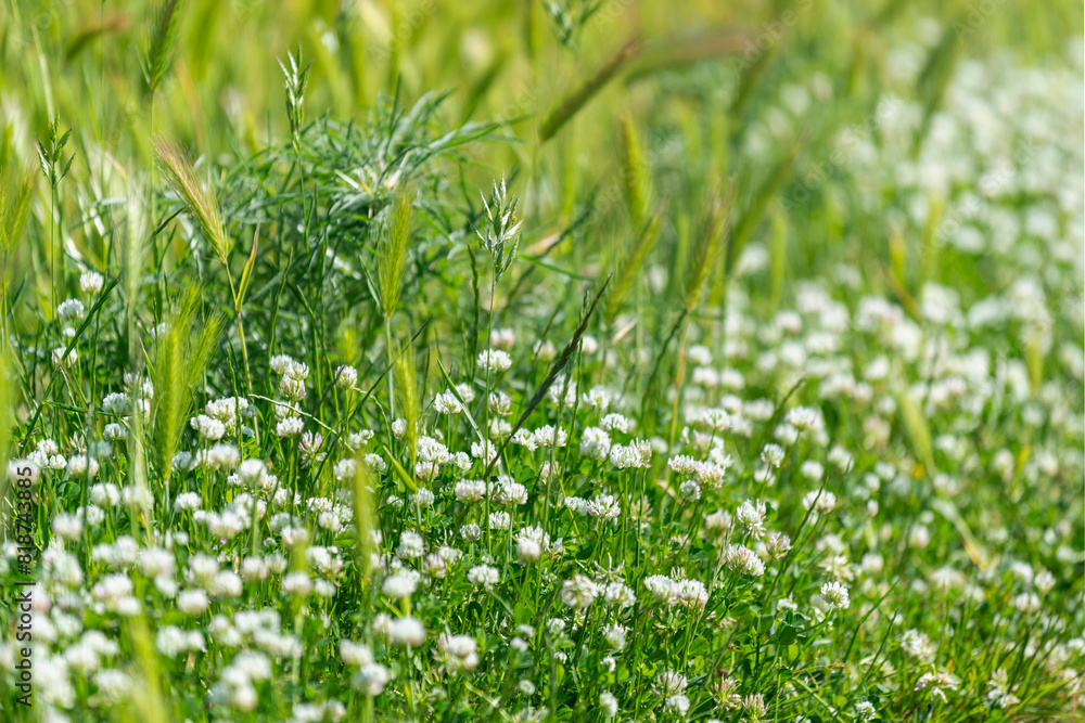 Fleurs sauvages au printemps Fleurs sauvages au printemps