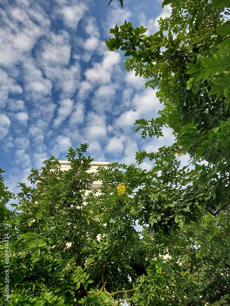 Fototapeta premium tree and sky
