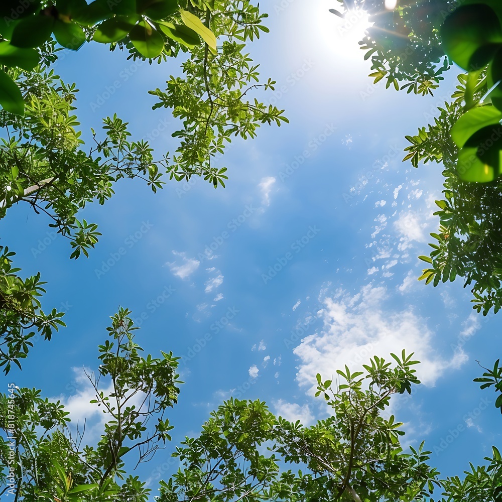 Fototapeta premium green birch forest view from below into the sky