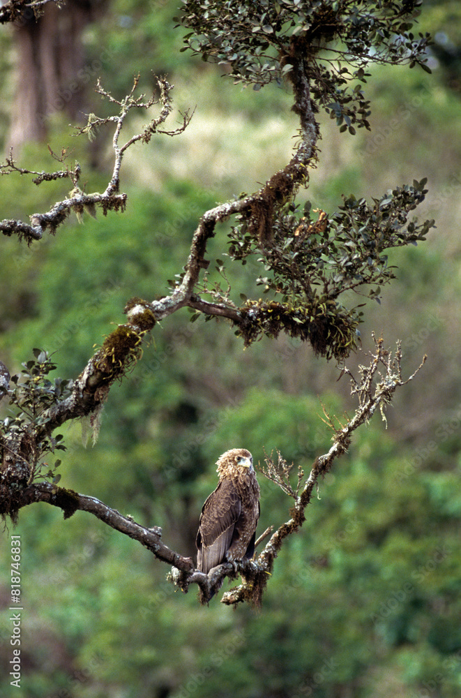 Bateleur des savanes, Aigle bateleur, Terathopius ecaudatus, Bateleur Bateleur des savanes, Aigle bateleur, Terathopius ecaudatus, Bateleur