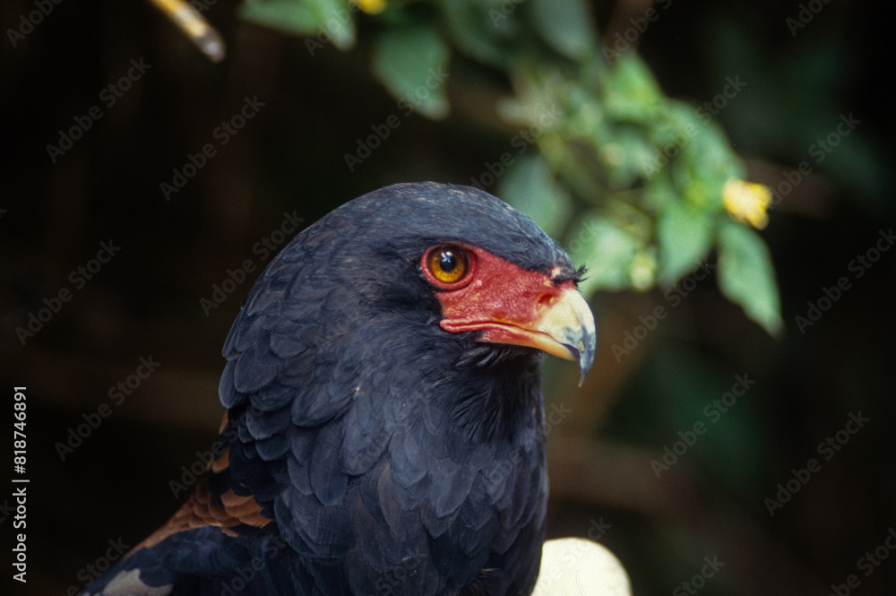 Bateleur des savanes, Aigle bateleur, Terathopius ecaudatus, Bateleur Bateleur des savanes, Aigle bateleur, Terathopius ecaudatus, Bateleur