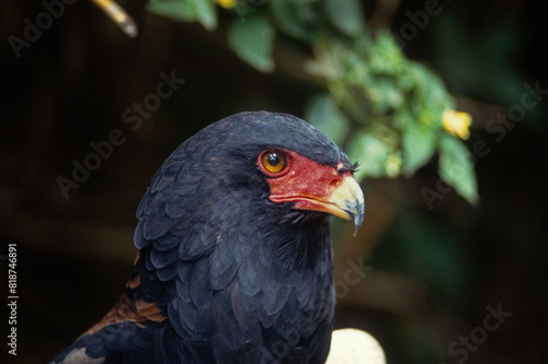 Bateleur des savanes  Aigle bateleur   Terathopius ecaudatus  Bateleur