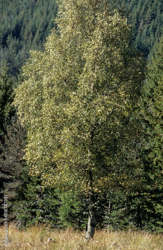 Photography Populus tremula, Peuplier tremble