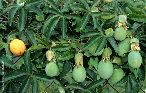 Passiflora edulis, Passiflore photo