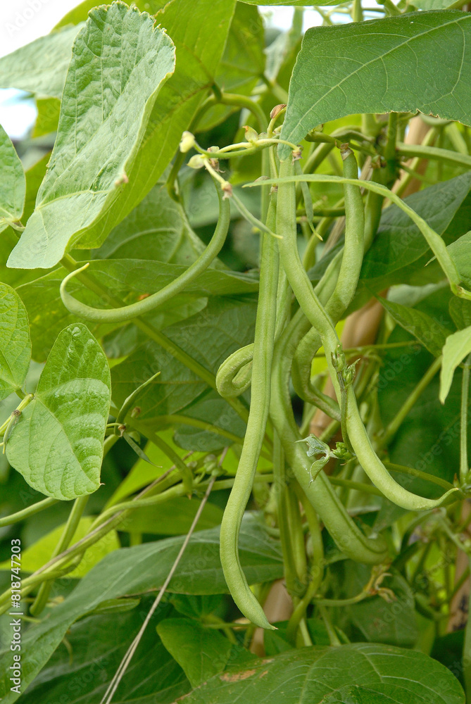 Phaseolus vulgaris 'Emérite' , Haricot mangetout grimpant Phaseolus vulgaris 'Emérite' , Haricot mangetout grimpant
