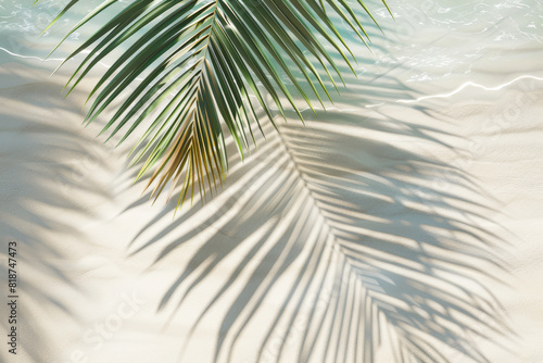 A palm tree is on the beach with its leaves casting a shadow on the sand. Concept of relaxation and tranquility, as the palm tree and its shadow create a peaceful atmosphere