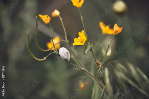 Nature's Delicate Balance: Snail and Hypecoum Procumbens Coexisting