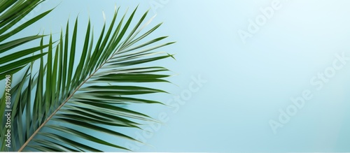 The photo shows a copy space image featuring palm leaves and a line