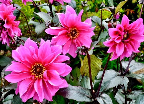 Принти на полотні Closeup of pink 'Fascination' dahlia flowers in a garden