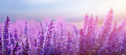 Purple heather flowers Calluna vulgaris on a bright background creating an attractive copy space image