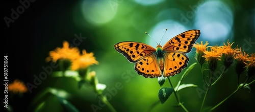 A close up photo of an orange Fritillary butterfly on a wildflower set against a lush green backdrop with ample copy space