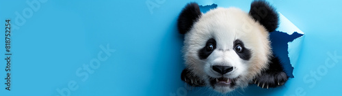 Adorable panda cub peeking through a torn blue paper. Copy space. Generative AI 