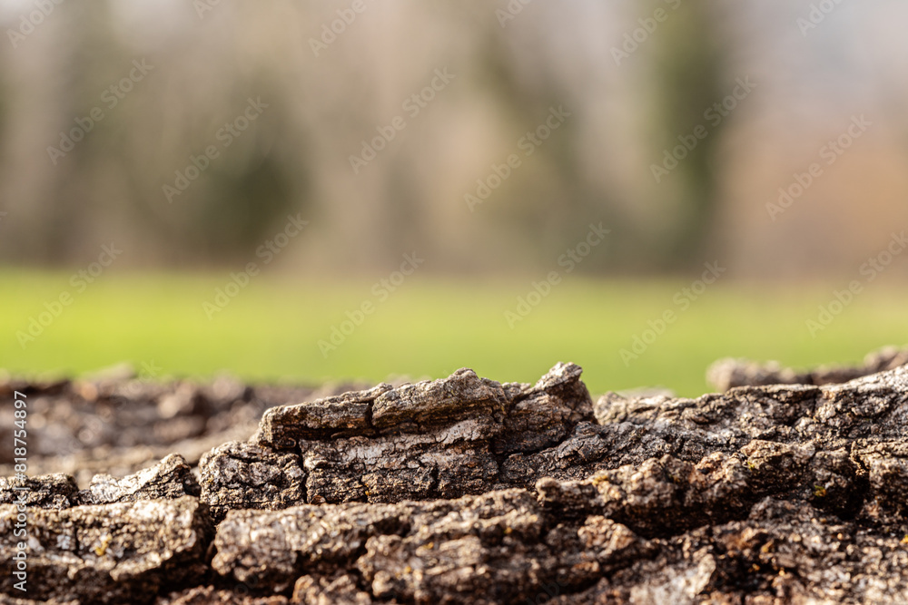 natural tree bark background for cosmetic product display natural tree bark background for cosmetic product display