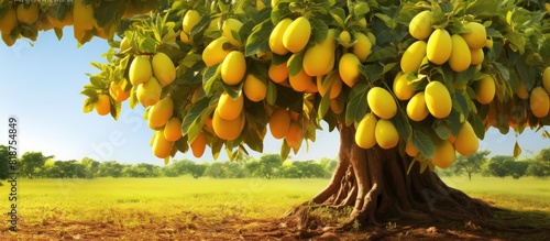 A jackfruit tree with a bunch of jackfruit on it set against a natural backdrop Great for a copy space image
