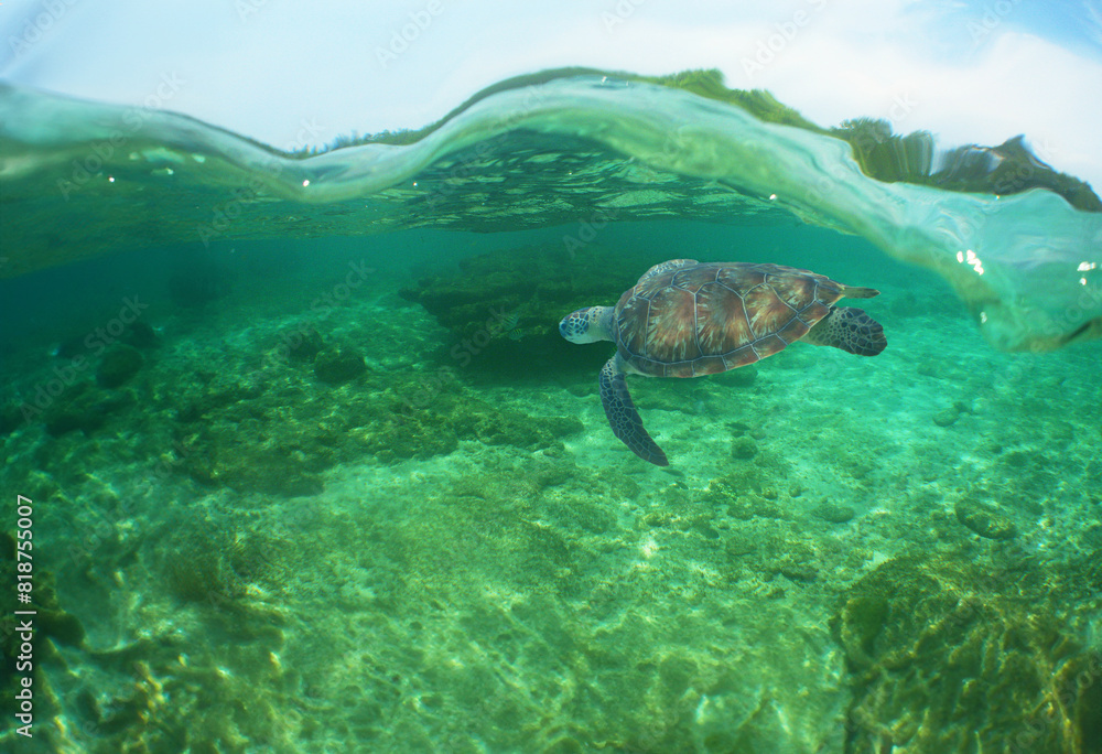 Obraz premium a sea turtle on a beach in the caribbean sea