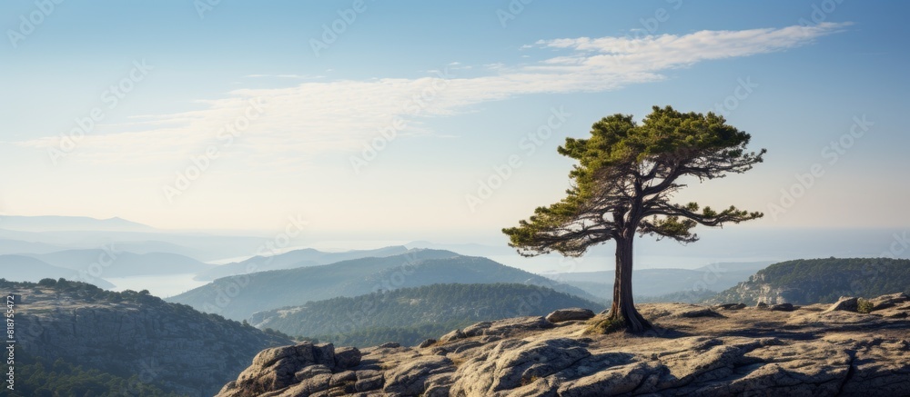 A solitary pine tree stands atop a towering rock surrounded by vast emptiness with ample copy space image