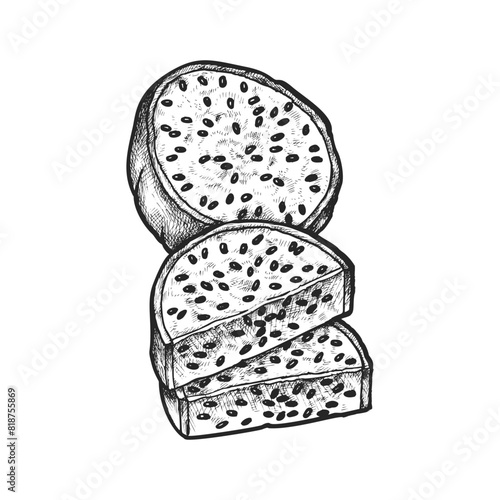 Pitaya fruit sliced piece. Vector sketch of pitahaya or realistic dragon fruit hand drawn. Asian cuisine or vegetarian meal for recipe book. Vegan diet tropical ingredient. Dragonfruit harvest