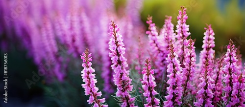 A copy space image showcasing blooming Calluna flowers in a garden providing a natural background