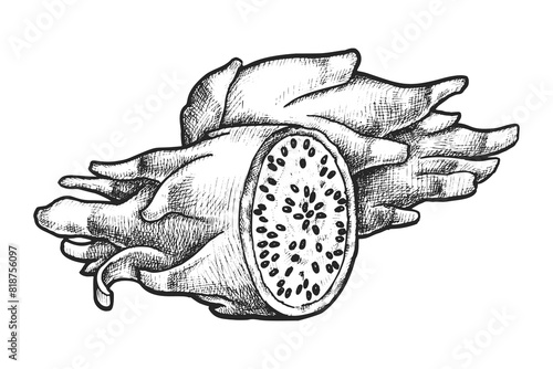 Tropical sliced pitaya sketch. Vector drawing of exotic fruit for vegetarian cuisine or vegan meal. Organic and natural, healthy food. Dragonfruit engraved or pitahaya drawing. Harvest and agriculture