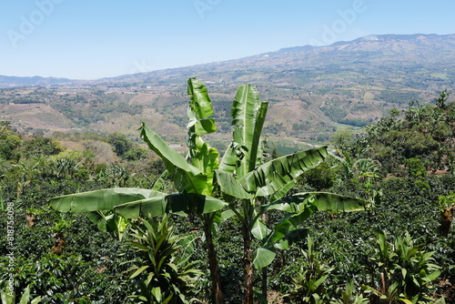 Bananenstauden in Kaffeeplantage bei Orosi in Costa Rica photo