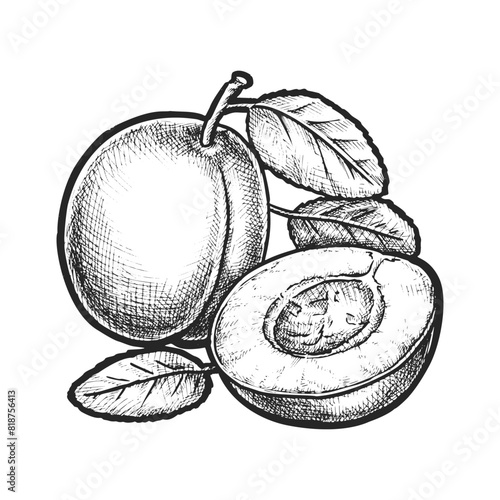 Realistic plum sketch or vector sliced berry with leaf. Hand drawn fruit for juice or vegan dessert. Organic food for vegetarian diet. Cooking ingredient for recipe book. Biology or botany plant