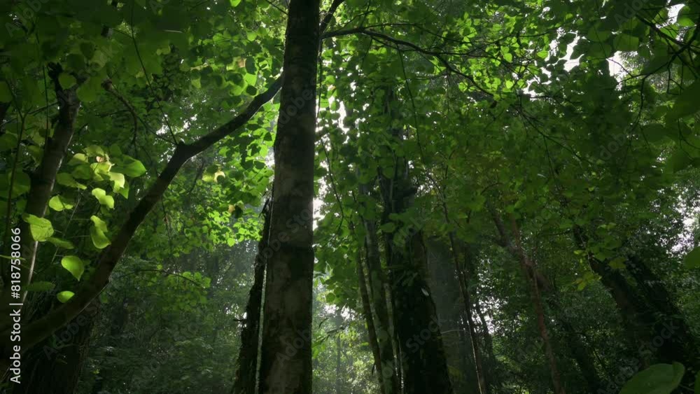 Tranquil scenery in tropical rainforest under morning sunlight. Beautiful wilderness area under the shade of geen plants during rainy season. Tranquil scenery in tropical rainforest under morning sunlight. Beautiful wilderness area under the shade of geen plants during rainy season.