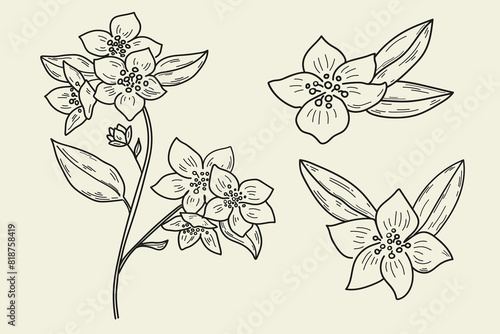 Jasmine flower ink sketch hand drawn vector illustration on isolated background. Vintage graphic set with jasmine plant, leaf, petal. Sign for Herbal green tea, beauty, aroma. Design for label, card