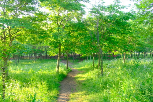 森林浴・日本の新緑の森