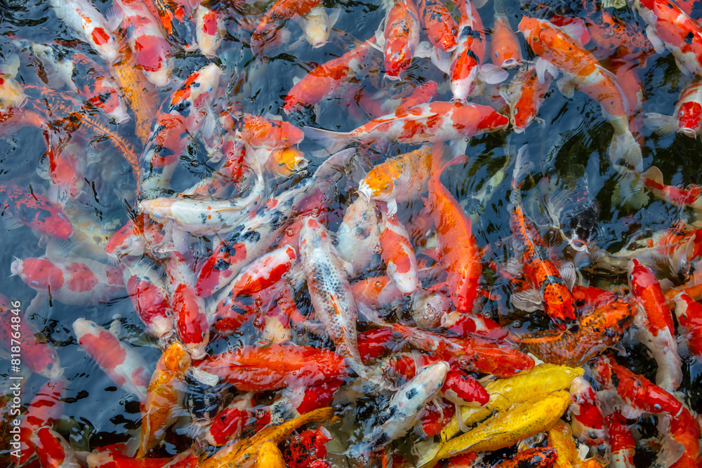 custom made wallpaper toronto digitalTop view of many Japanese koi fish.