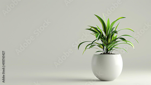 A beautiful minimalist photo of a potted plant on a solid neutral background. The plant is healthy and lush  with bright green leaves.