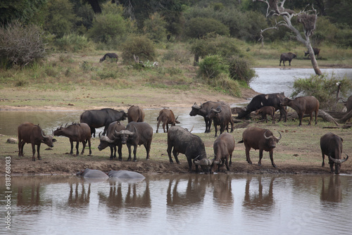 Kaffernb  ffel   African buffalo   Syncerus caffer