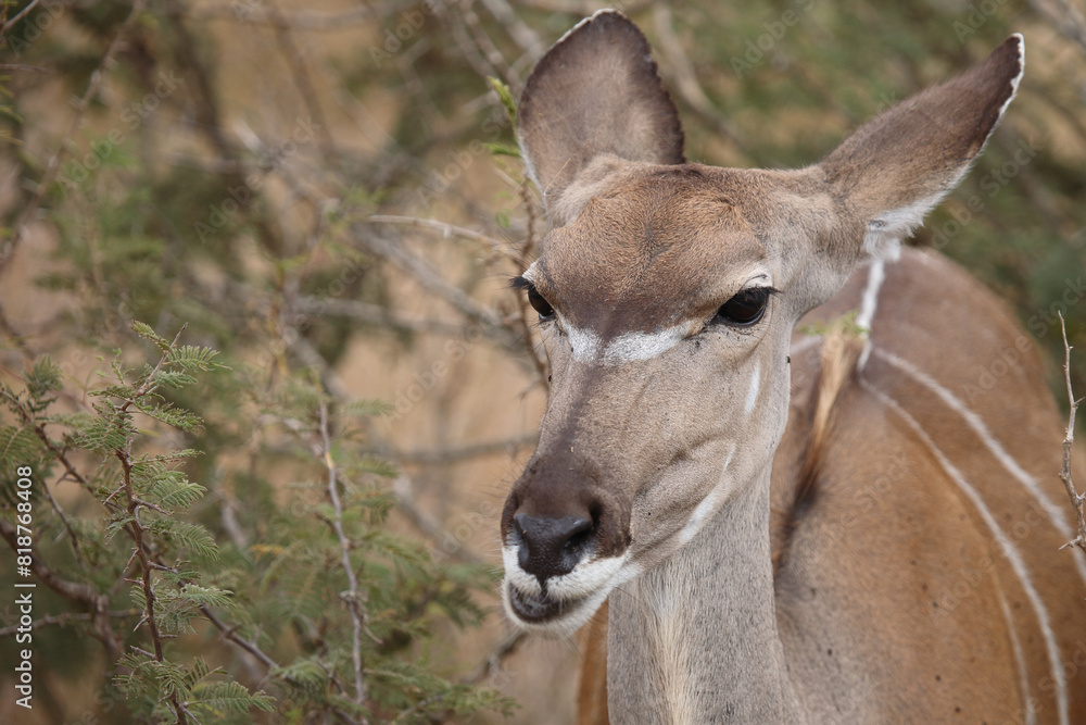 Großer Kudu / Greater kudu / Tragelaphus strepsiceros