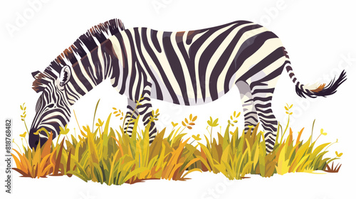 African zebra grazing standing on grass. Wild striped