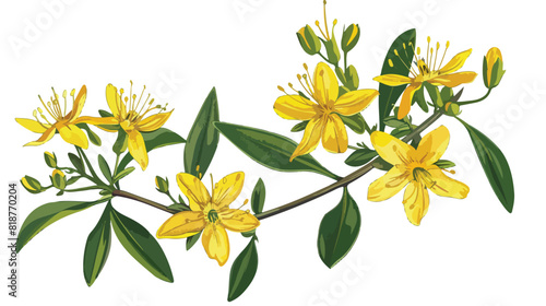 St. Johns wort medicinal herbal flower. Botanical ret photo