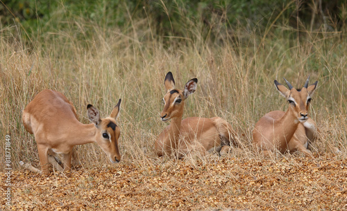 Schwarzfersenantilope   Impala   Aepyceros melampus.