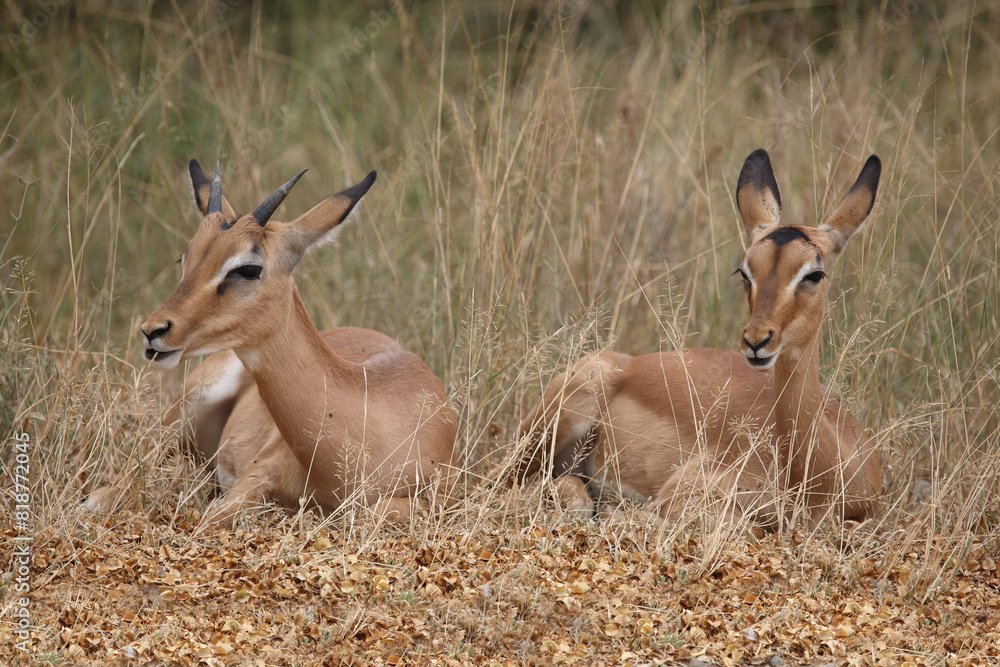 Schwarzfersenantilope / Impala / Aepyceros melampus. Schwarzfersenantilope / Impala / Aepyceros melampus.