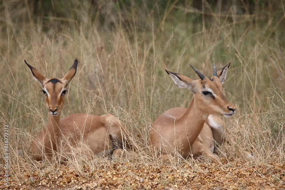 Schwarzfersenantilope / Impala / Aepyceros melampus. Schwarzfersenantilope / Impala / Aepyceros melampus.