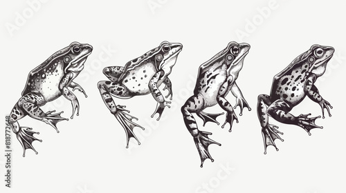 Aquatic amphibian life cycle black and white engraved photo